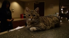 Macskálunk a hotel kot-begemot hotelben